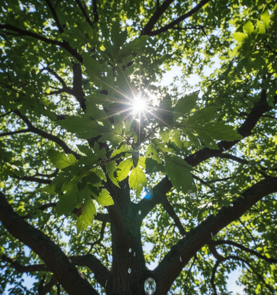 🌳 Der Systemische Ansatz